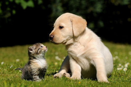 How to Show Your Pet You Love Them (In 20 Ways They’ll Understand)